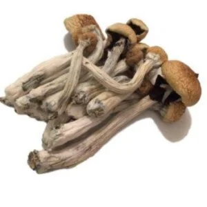 Psilocybe Mexicana Pilz