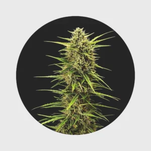 Legendary Cali Genetics Seeds Rainbow Apples 25% THC  full season