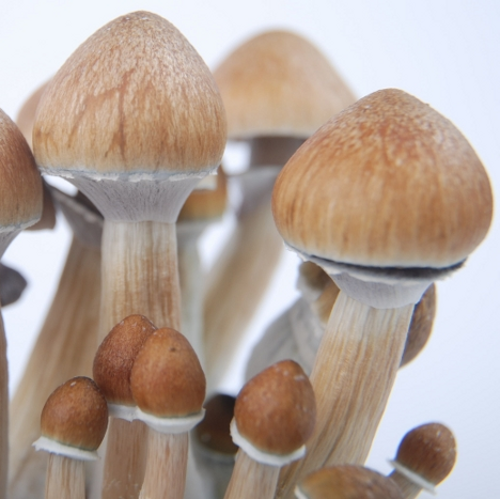 Albino-Pilze aus Kambodscha