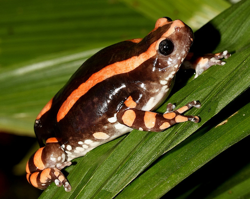 PHRYNOMANTIS BIFASCIATUS KRÖTENGIFT